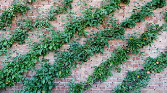 开云kaiyun-中国足球探索多中心训练模式提升区域发展均衡,国内足球训练基地